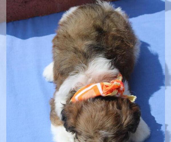 Medium Photo #2 Lhasa Apso-Poodle (Toy) Mix Puppy For Sale in ORO VALLEY, AZ, USA