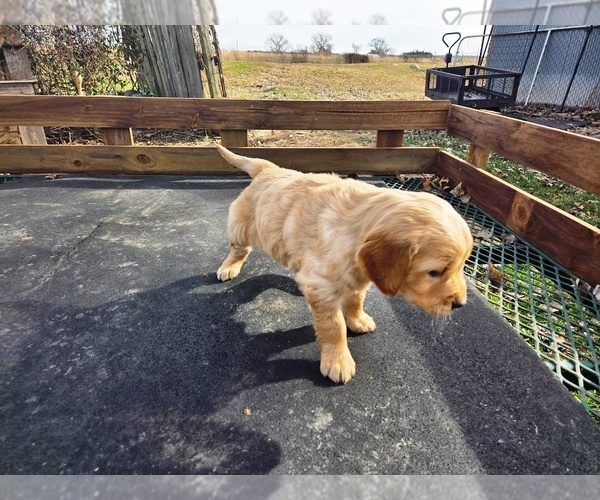 Medium Photo #6 Golden Retriever Puppy For Sale in LEON, KS, USA