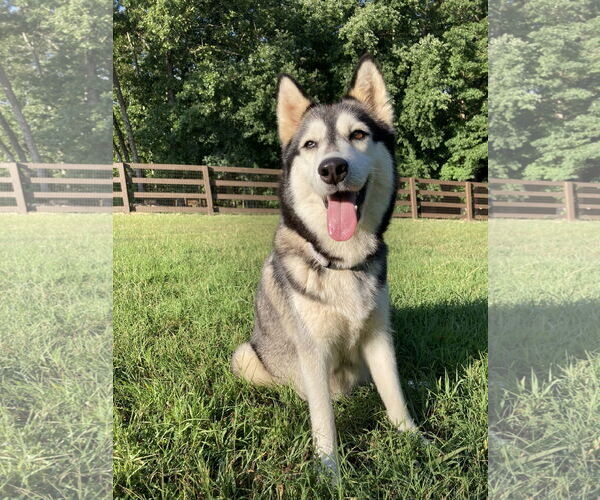 Medium Photo #2 Siberian Husky-Unknown Mix Puppy For Sale in Cumming, GA, USA