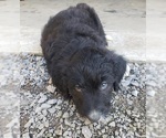 Small Photo #15 Aussiedoodle Puppy For Sale in DOWELLTOWN, TN, USA