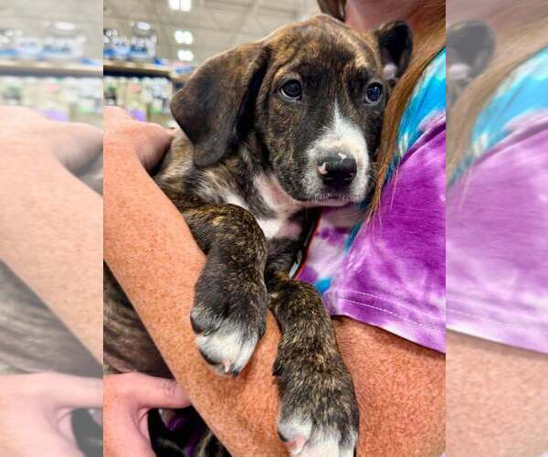 Medium Photo #6 Mutt Puppy For Sale in Wenonah, NJ, USA