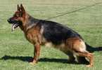 Small Photo #1 German Shepherd Dog Puppy For Sale in HIGH POINT, NC, USA