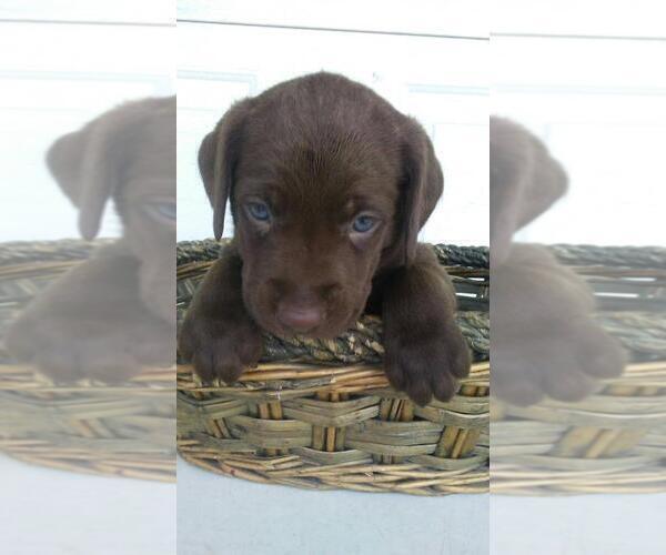Medium Photo #3 Labrador Retriever Puppy For Sale in KALAMAZOO, MI, USA