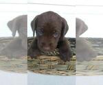 Small Photo #3 Labrador Retriever Puppy For Sale in KALAMAZOO, MI, USA