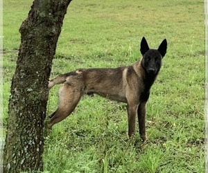Father of the Belgian Malinois puppies born on 08/23/2022