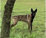 Small Photo #1 Belgian Malinois Puppy For Sale in DALLAS, TX, USA