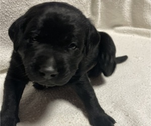Labrador Retriever Puppy for sale in PEACE VALLEY, MO, USA