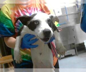 American Pit Bull Terrier-Siberian Husky Mix Dogs for adoption in Fayetteville, NC, USA