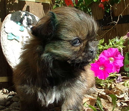 Medium Photo #1 Shorkie Tzu Puppy For Sale in SPRING HILL, KS, USA
