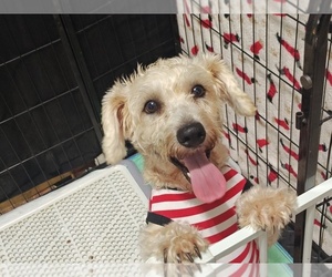 Schnoodle (Miniature) Dogs for adoption in SAN ANTONIO, TX, USA