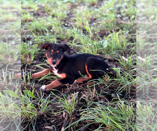 Medium Photo #6 Doberman Pinscher-Unknown Mix Puppy For Sale in Buffalo, MN, USA