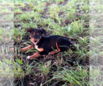 Small #5 Doberman Pinscher Mix