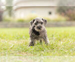 Small Photo #2 Schnauzer (Miniature) Puppy For Sale in WARSAW, IN, USA