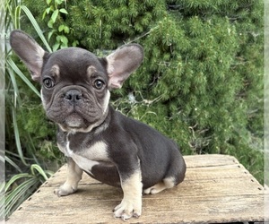 French Bulldog Puppy for sale in MIDDLEBURY, IN, USA