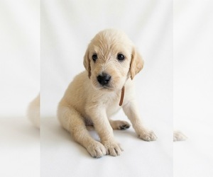 Medium Labradoodle