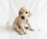 Puppy Puppy 8 Labradoodle