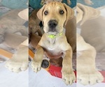 Puppy Lime Great Dane
