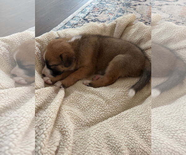 Medium Photo #17 Mutt Puppy For Sale in Fort Worth, TX, USA