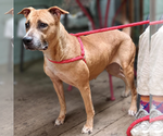 Small #1 Rhodesian Ridgeback Mix