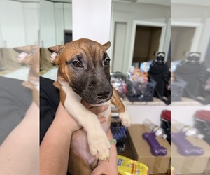 Miniature Bull Terrier Puppy for sale in ABINGTON, PA, USA
