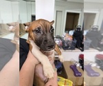Small Miniature Bull Terrier