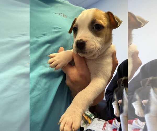 Medium Photo #7 American Staffordshire Terrier-Unknown Mix Puppy For Sale in Holly Springs, NC, USA