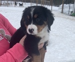 Puppy 1 Bernese Mountain Dog