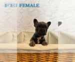 Small Photo #3 French Bulldog Puppy For Sale in FAIRFIELD, CA, USA