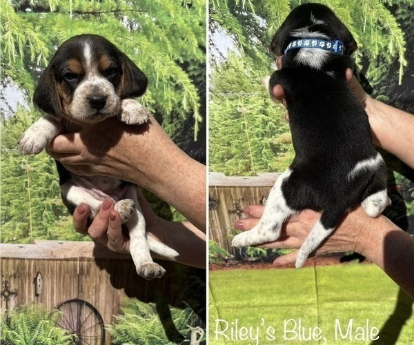 Medium Photo #3 Beagle Puppy For Sale in BROWNSVILLE, OR, USA