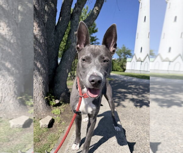 Medium Photo #9 Mutt Puppy For Sale in Boston, MA, USA