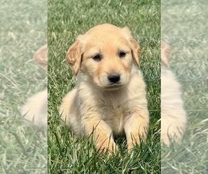 Golden Retriever Puppy for sale in FORDLAND, MO, USA
