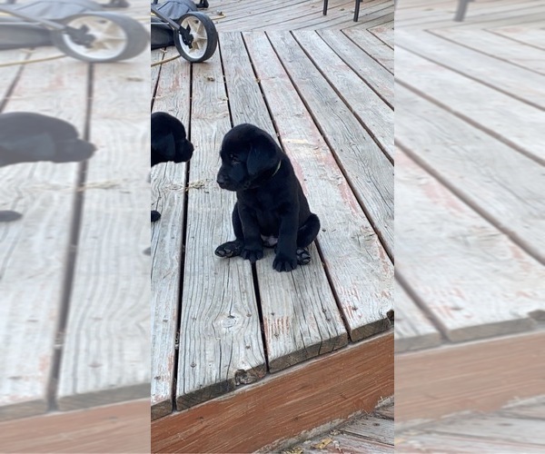 Medium Photo #5 Labrador Retriever Puppy For Sale in EMERSON, NE, USA
