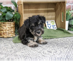 Small #4 Schnauzer (Miniature)