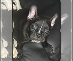 Puppy 7 French Bulldog