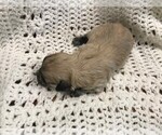 Small Photo #4 Havachon Puppy For Sale in NIANGUA, MO, USA