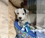 Small Mutt