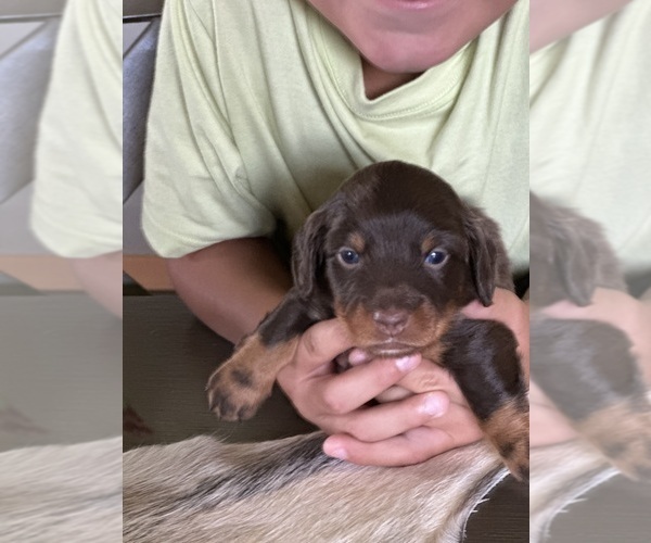 Medium Photo #10 Dachshund Puppy For Sale in UNIONVILLE, IA, USA