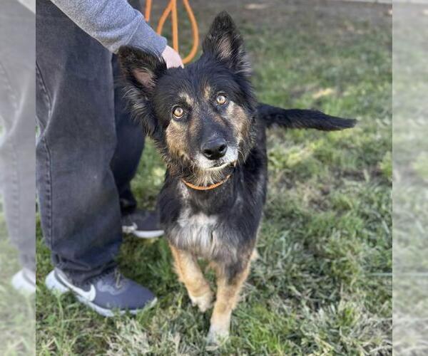 Medium Photo #2 German Shepherd Dog-Unknown Mix Puppy For Sale in Modesto, CA, USA