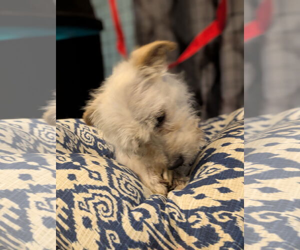 Medium Photo #3 Mutt Puppy For Sale in Thomasville, NC, USA