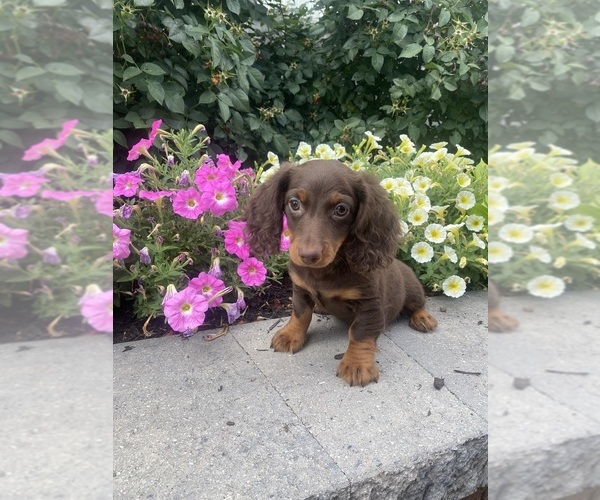 Medium Photo #3 Dachshund Puppy For Sale in CANOGA, NY, USA