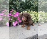 Small #2 Dachshund