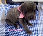 Puppy Pink collar Cane Corso