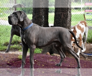 Father of the Great Dane puppies born on 07/24/2025