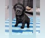 Small #4 French Bulldog-Goldendoodle Mix