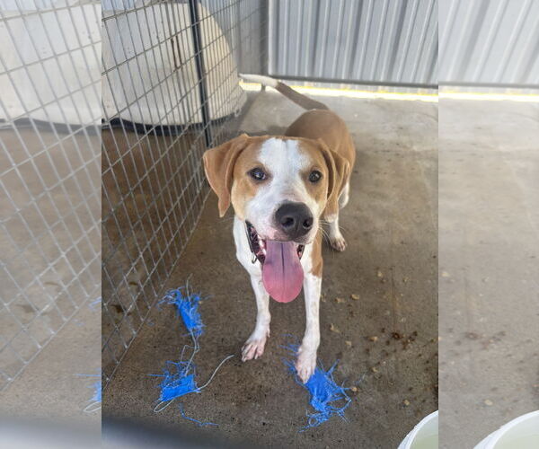 Medium Photo #1 Harrier-Treeing Walker Coonhound Mix Puppy For Sale in Waldron, AR, USA