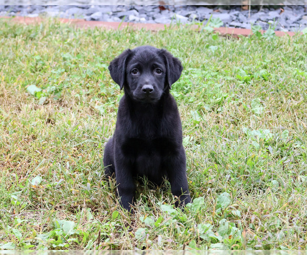 Medium Photo #4 Labrador Retriever Puppy For Sale in SYRACUSE, IN, USA
