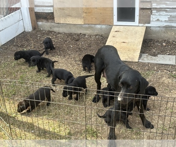 Medium Photo #16 Labrador Retriever Puppy For Sale in GOODHUE, MN, USA