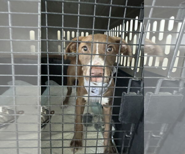 Medium Photo #5 Mutt Puppy For Sale in Columbus, IN, USA