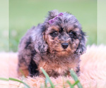 Small #3 Poodle (Toy)