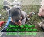 Small Photo #13 American Pit Bull Terrier Puppy For Sale in DELAWARE, OH, USA
